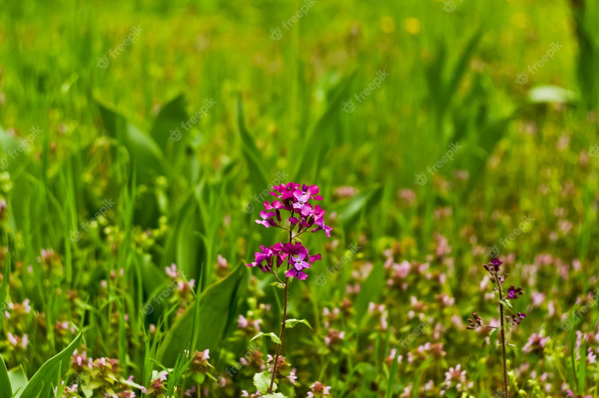 Lichtnelke, Pinke Blüte, Grünes Gras, Wiese, Frühling, Full HD, Desktop-Hintergrund für Windows
