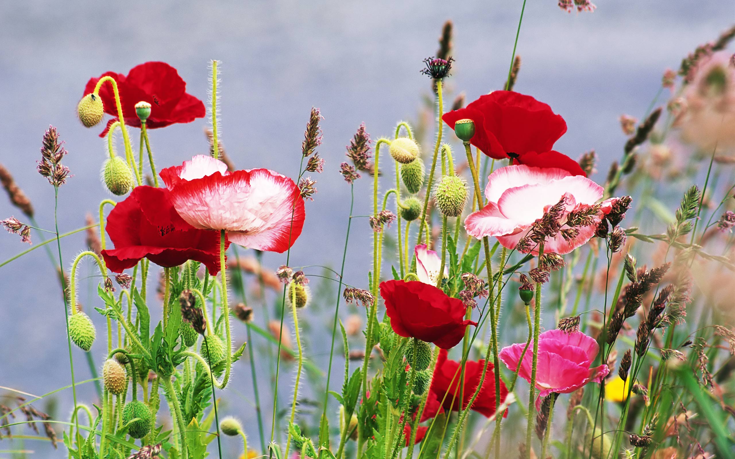 Mohnblumen, Rote Mohnblumen, Gräser, Wildblumen, Sommer, 2K, Breitbild-Hintergrundbild