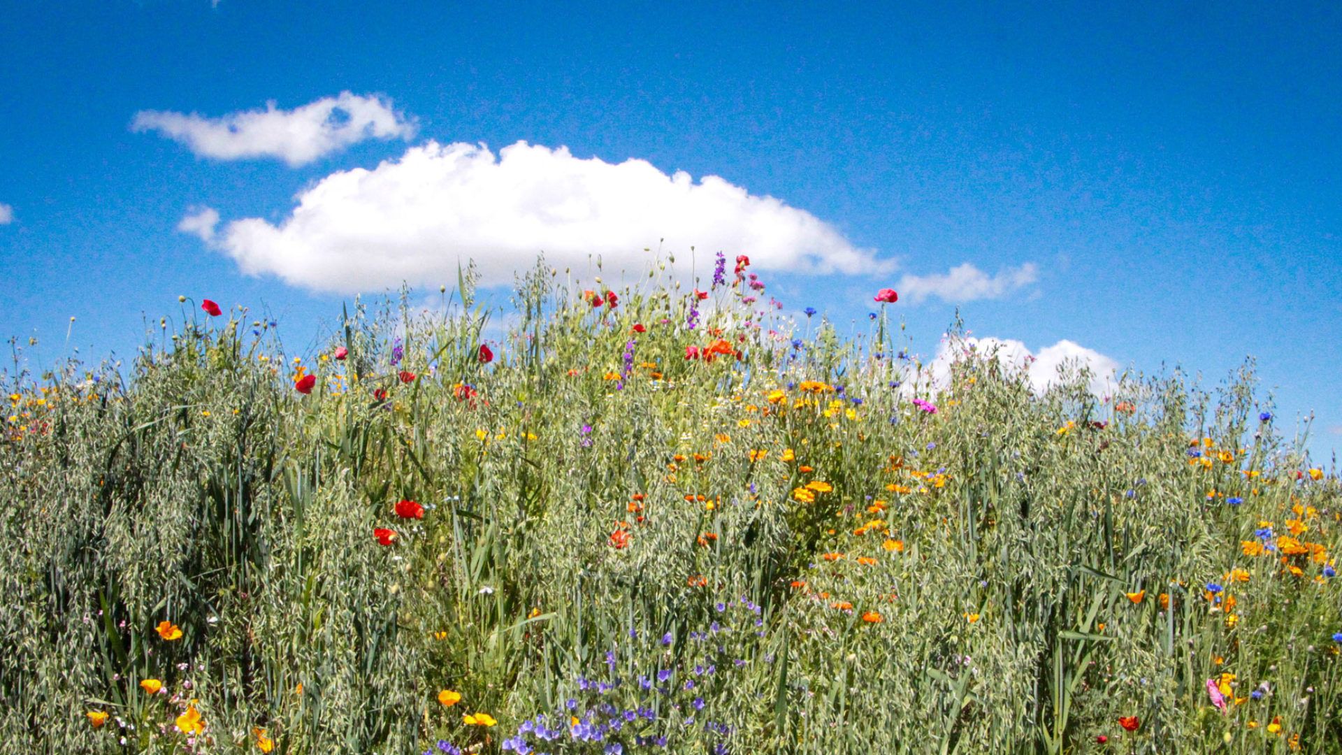 Wildblumen, Blumenwiese, Blauer Himmel, Wolken, Sommer, 1920x1080, Full-HD-Hintergrundbild für PC