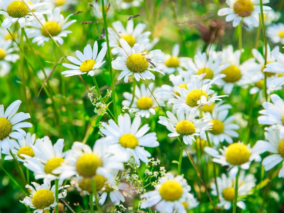 Kamille, Gänseblümchen, Weiße Blüten, Wiese, Sommer, Hintergrundbild für iPad und Tablet