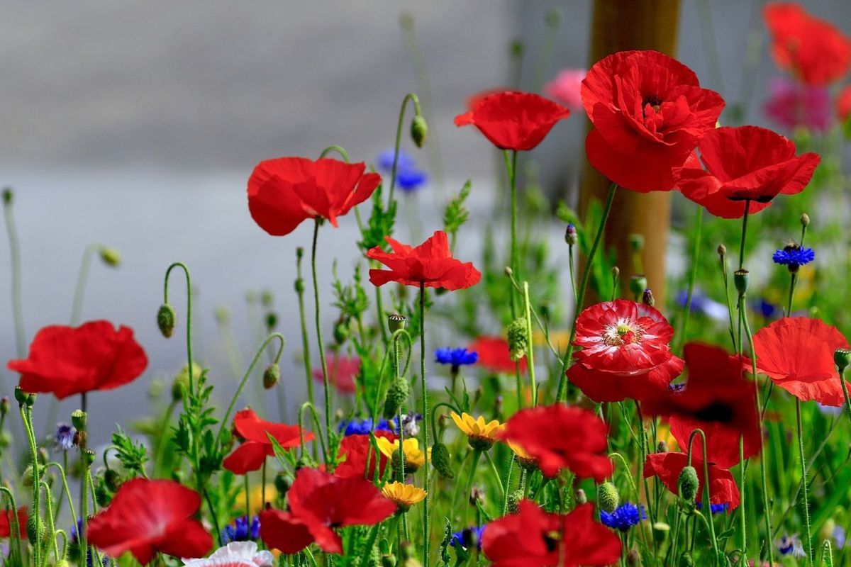 Mohnblumen, Kornblumen, Rote Blüten, Wildblumen, Sommer, Hintergrund