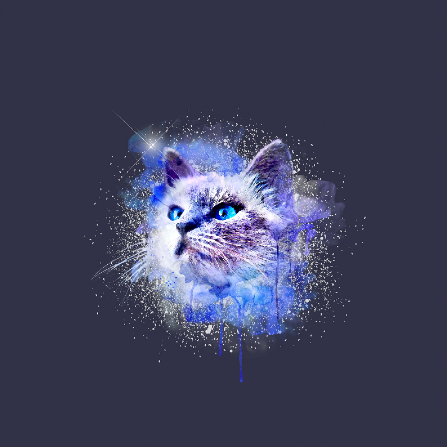 Katze, Galaxie, Farbspritzer, Dunkelgrau, Digitale Kunst, Hintergrundbild fürs iPad