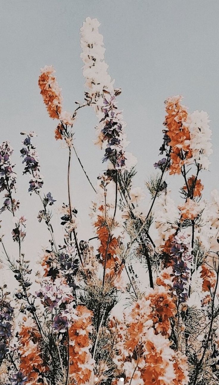 Trockenblumen, Wildblumen, Graublauer Himmel, Vintage, Gedeckte Farben, HD, iPhone-Hintergrundbild