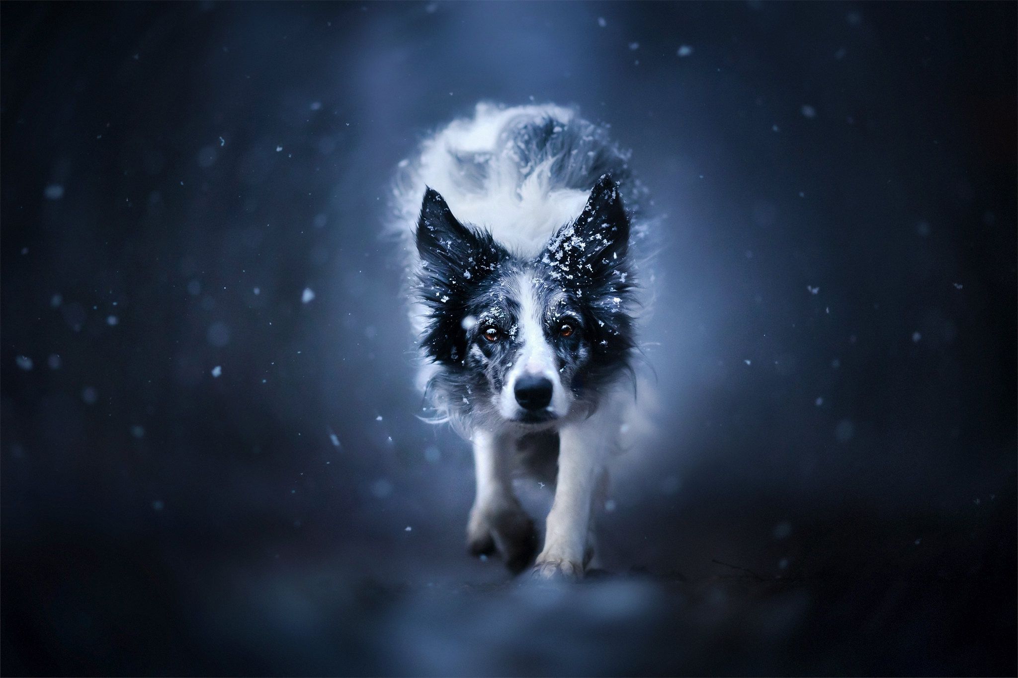 Border Collie, Schneefall, Nacht, Blaue Töne, Winter, Full HD, Desktop-Hintergrund für Windows