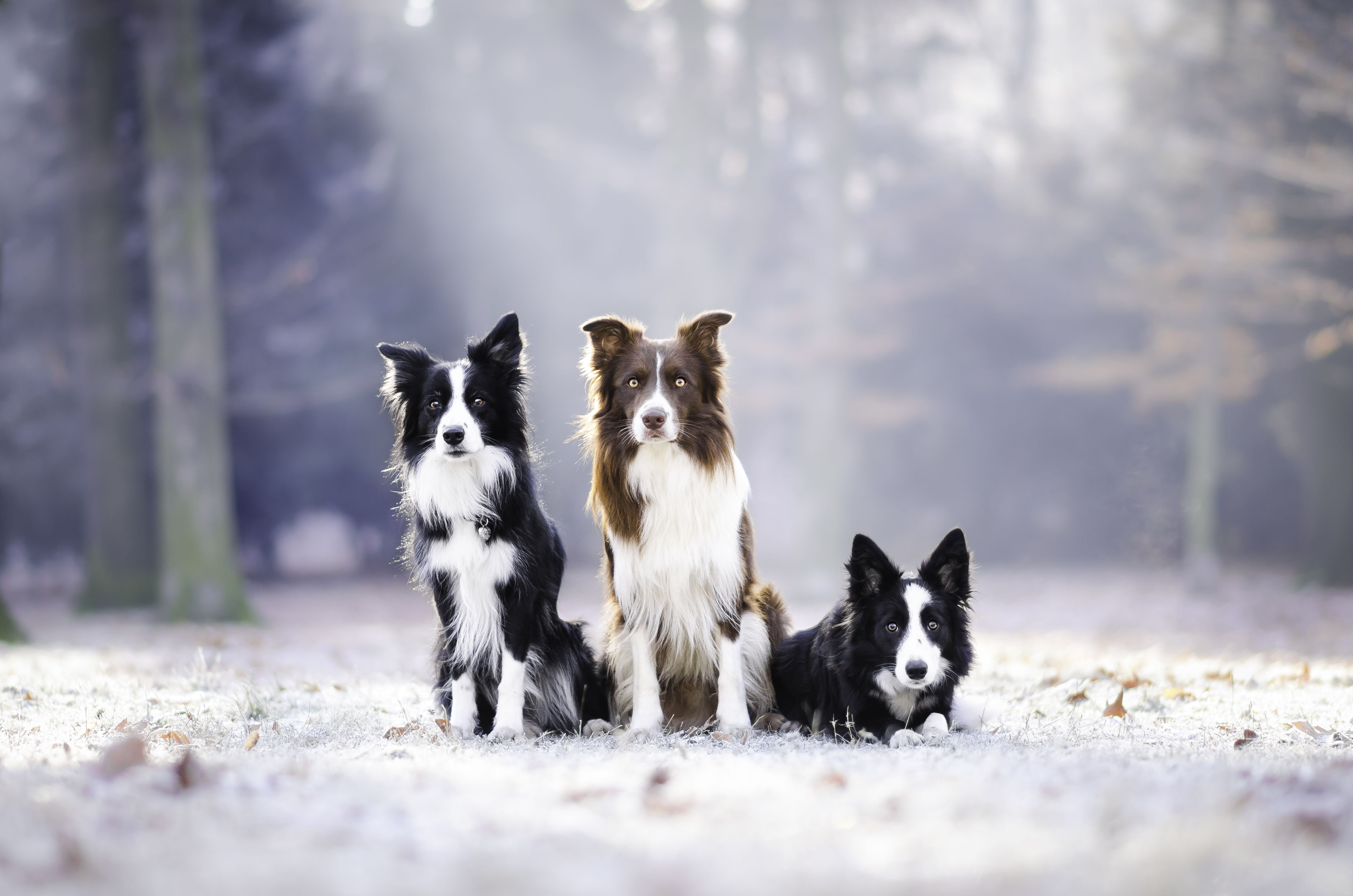 Border Collie, Drei Hunde, Winterwald, Schnee, Hütehund, 4K-Hintergrundbild für PC