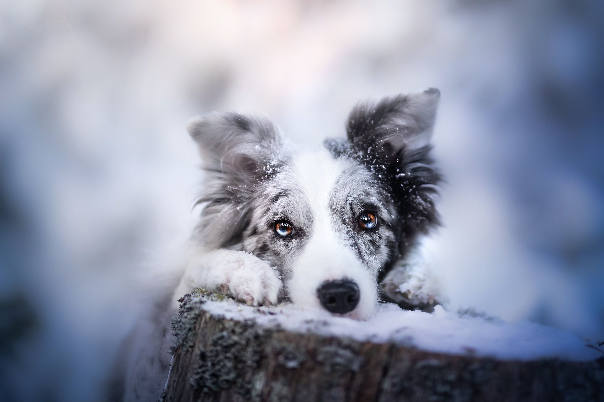 Border Collie, Blue Merle, Baumstumpf, Schnee, Blaue Augen, Full HD, PC-Hintergrundbild