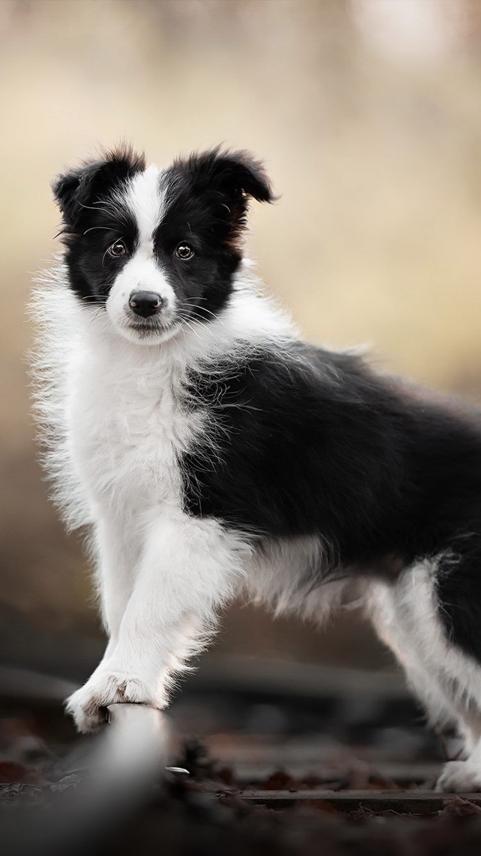 Border Collie, Welpe, Schwarz-weiß, Hochformat, HD, Hintergrundbild fürs Handy