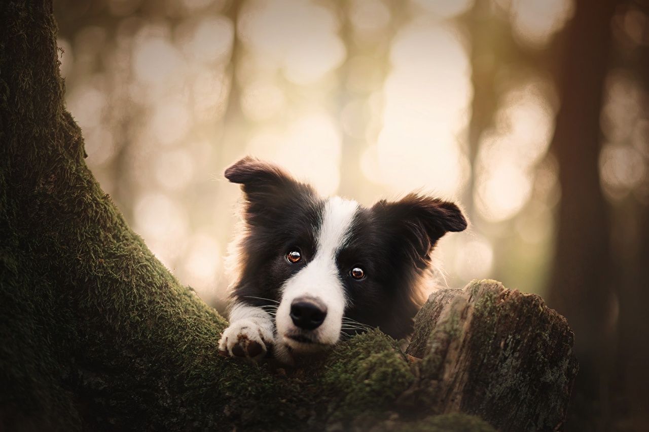 Border Collie, Wald, Moos, Baumstamm, Gegenlicht, HD, Hintergrundbild für den PC