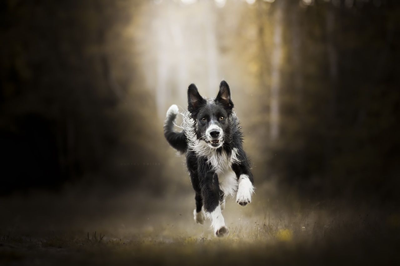 Border Collie, Dunkler Wald, Lichtstrahl, Rennender Hund, HD, Laptop-Hintergrundbild