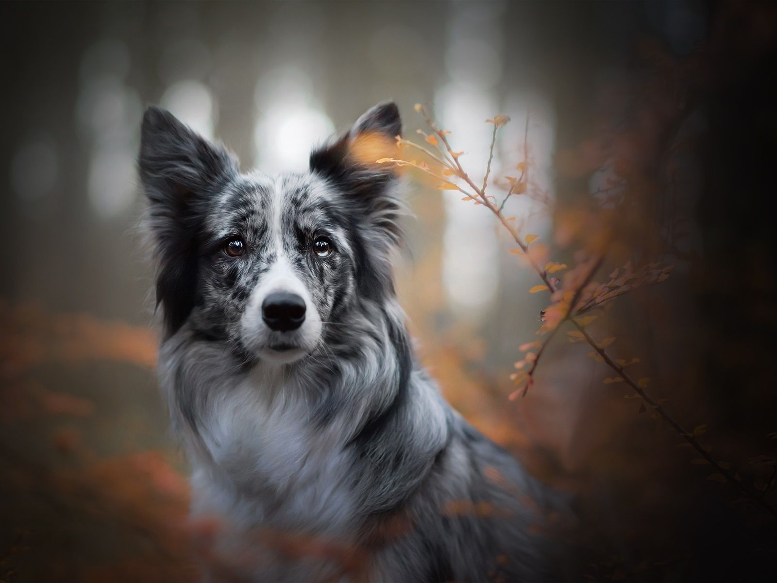 Border Collie, Blue Merle, Herbst, Porträt, Bokeh, Hintergrundbild für iPad und Tablet