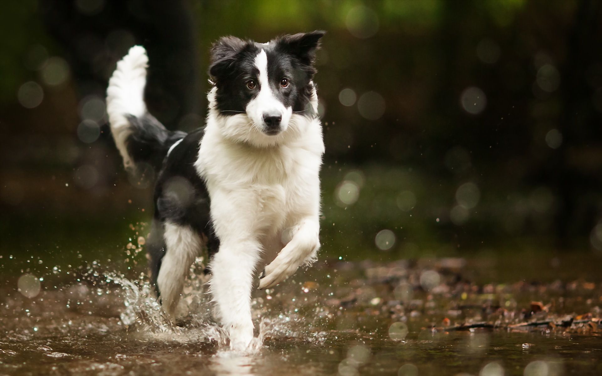 Border Collie, Pfütze, Wasserspritzer, Rennender Hund, Wald, Full HD, Laptop-Hintergrundbild