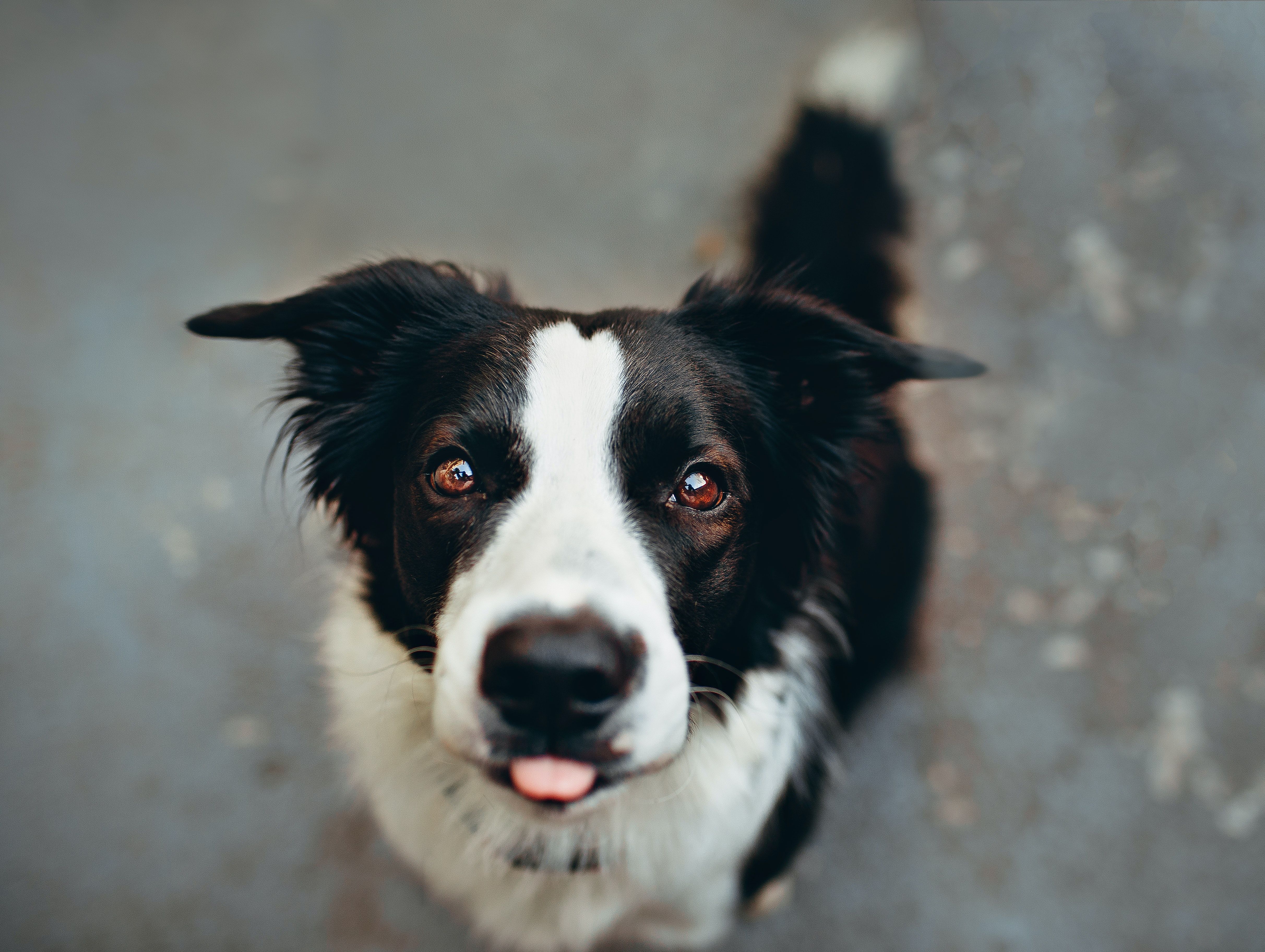 Border Collie, Nahaufnahme, Zunge, Grauer Hintergrund, 4K Wallpaper