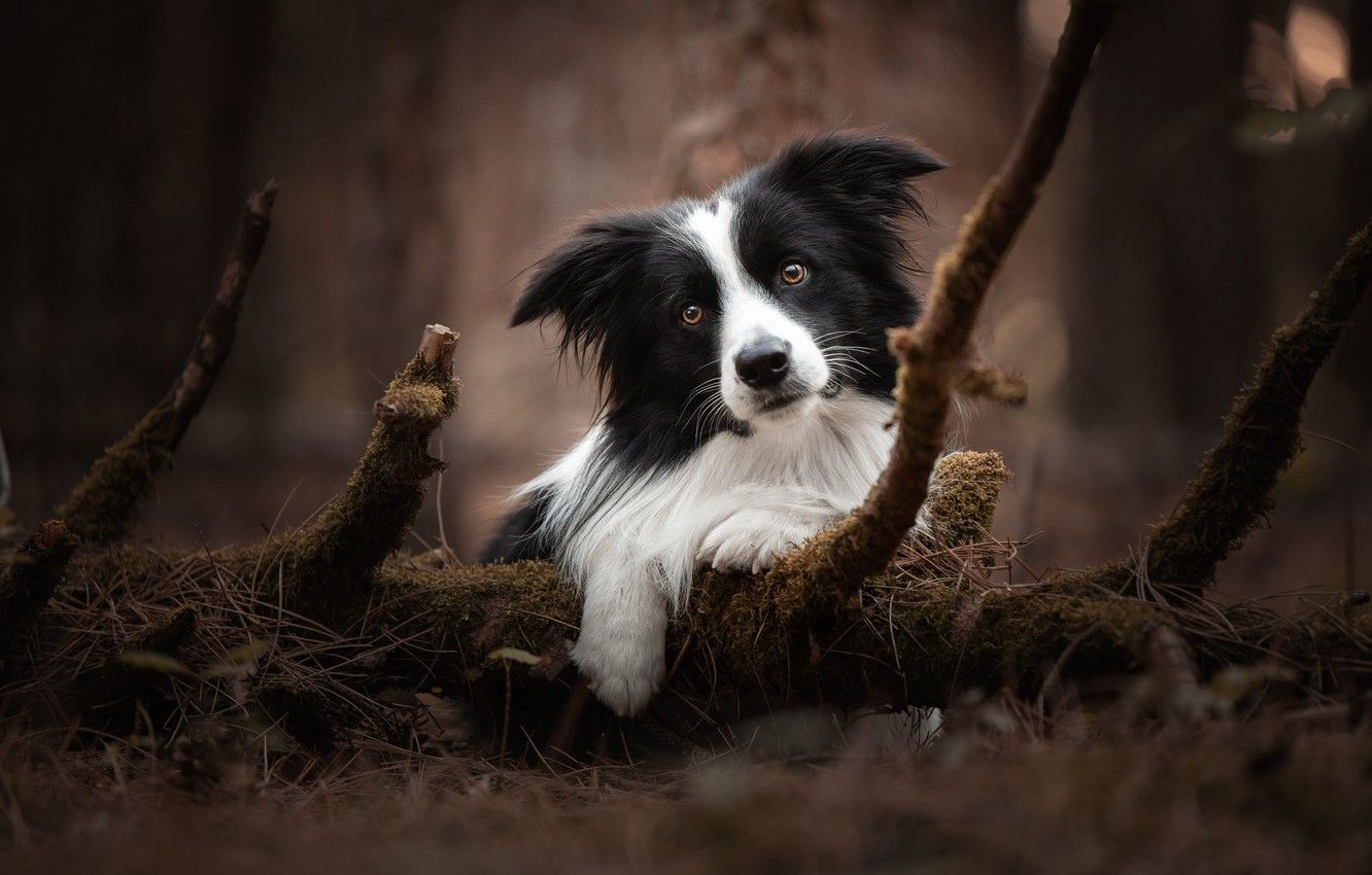 Border Collie, Äste, Wald, Herbststimmung, HD, Desktop-Hintergrund für Windows