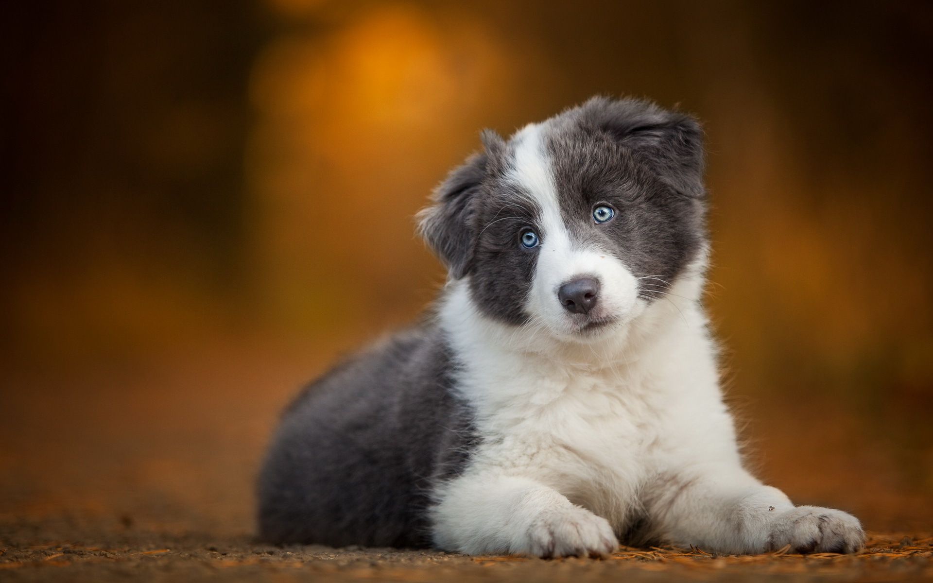 Border Collie, Welpe, Blaue Augen, Orange Bokeh, 16:10, Full-HD-Hintergrundbild für den Desktop