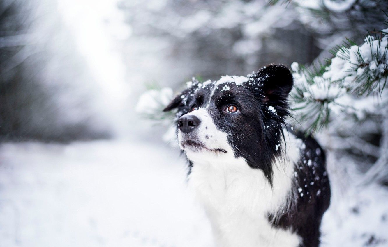 Border Collie, Schnee, Winter, Tannenzweige, Hütehund, HD, Hintergrund für den Desktop