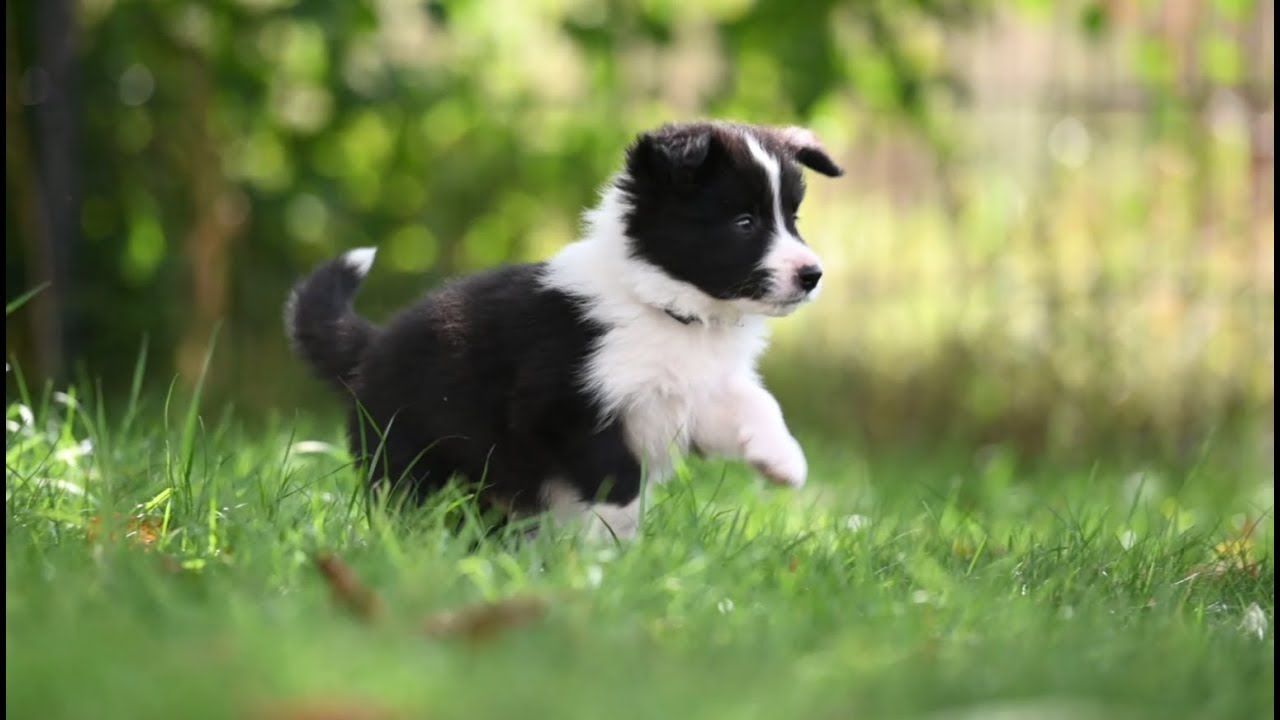 Border Collie, Welpe, Gras, Frühling, Grün, 16:9, HD-Hintergrundbild für den Desktop