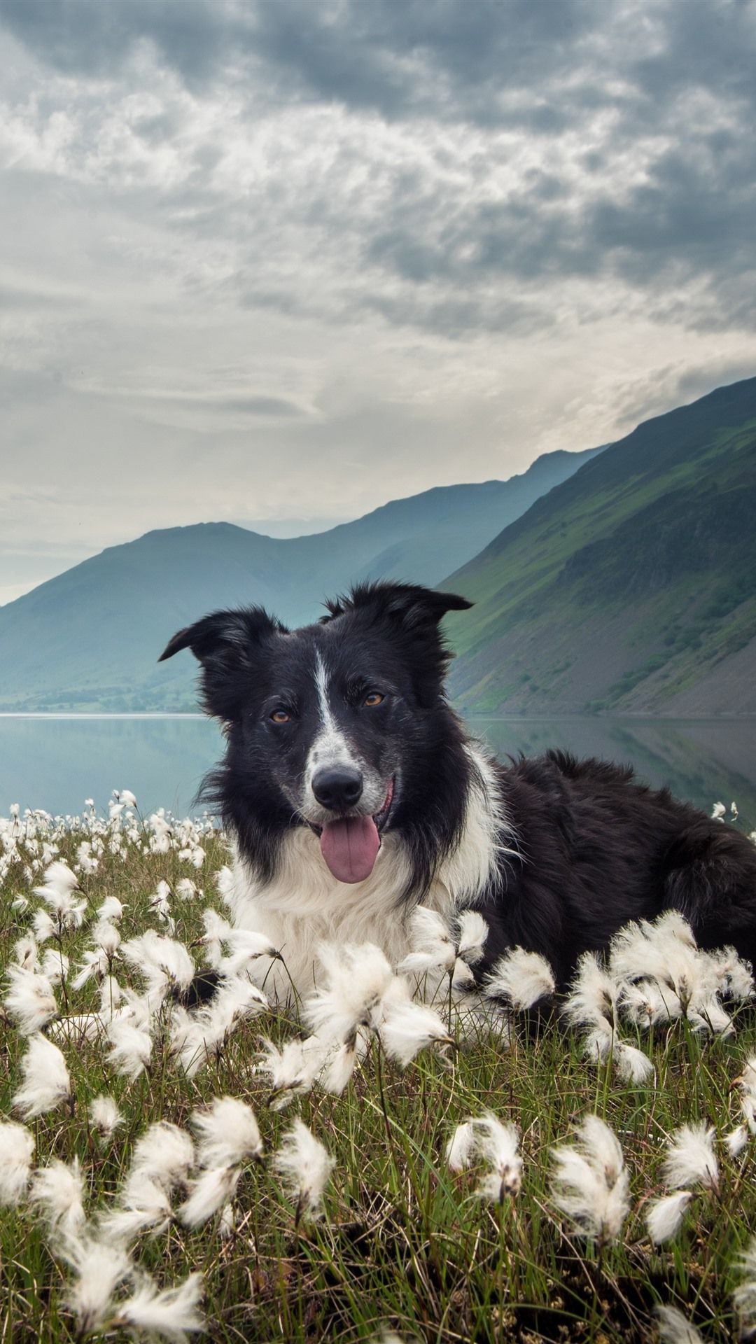 Border Collie, Berge, Wollgras, See, Hochformat, Full HD, Sperrbildschirm fürs iPhone
