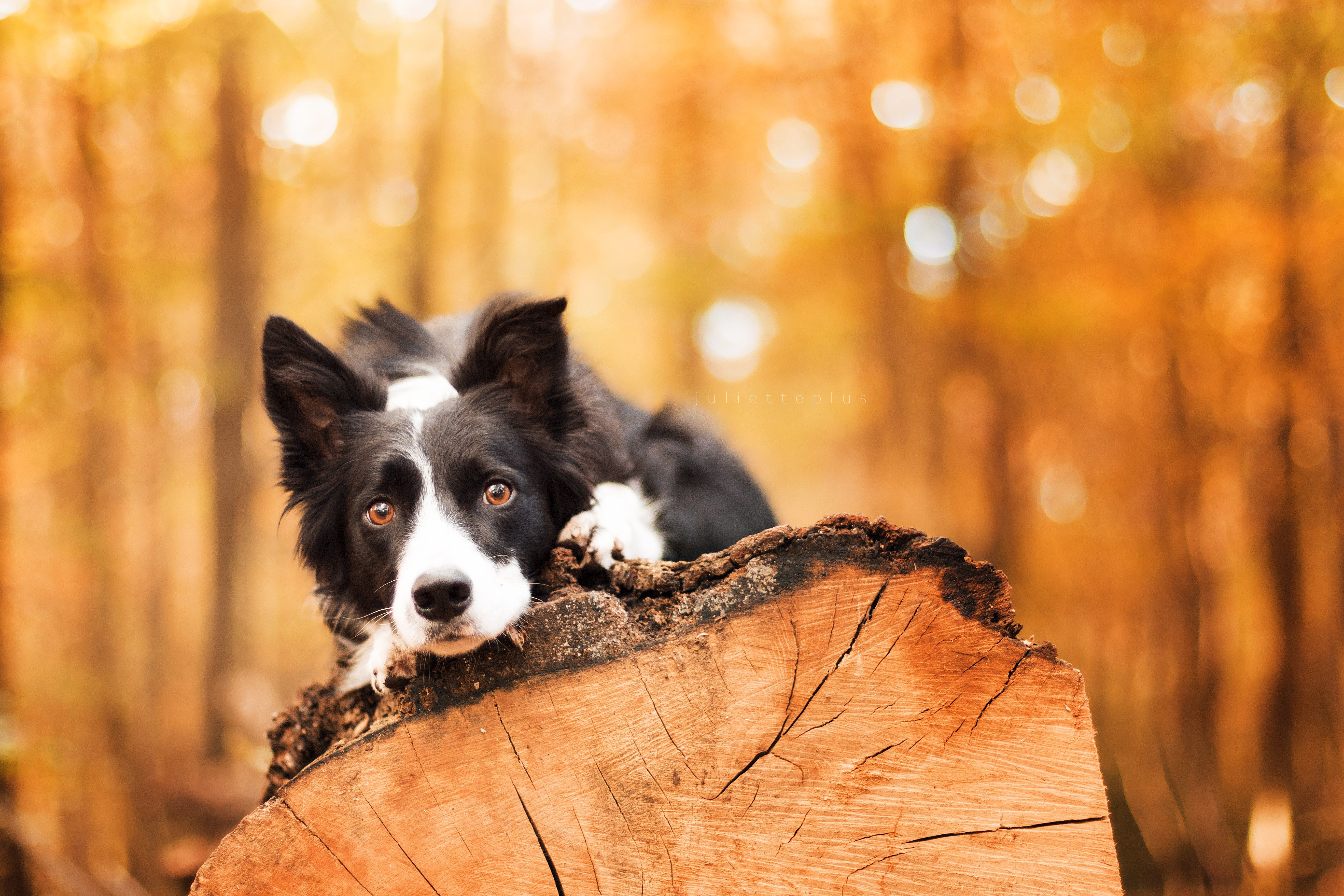 Border Collie, Baumstumpf, Herbstwald, Orange, 5K, Hintergrundbild für den PC