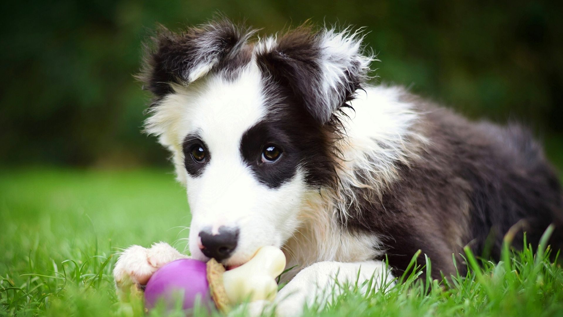 Border Collie, Welpe, Spielzeug, Gras, Nahaufnahme, Full HD 1080p, Desktop-Hintergrundbild