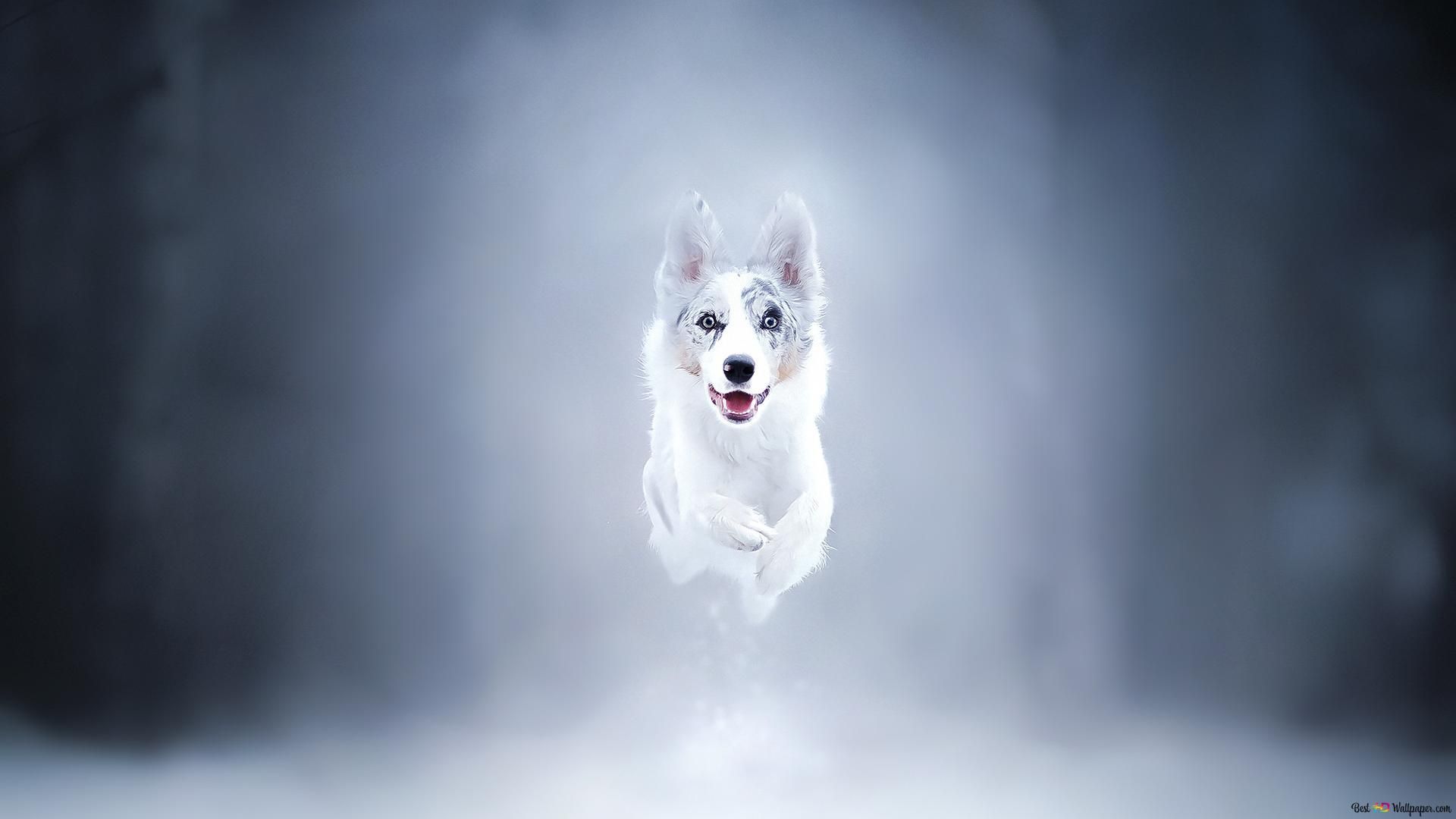 Weißer Hund, Rennender Hund, Nebel, Blauer Hintergrund, Full HD Wallpaper