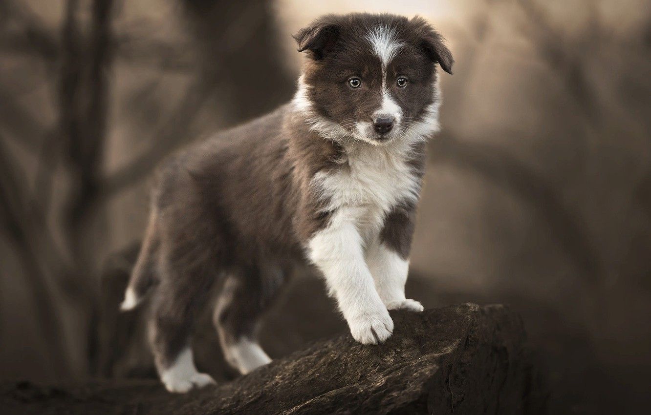 Border Collie, Welpe, Braun-weiß, Baumstumpf, HD, Hintergrundbild für den PC