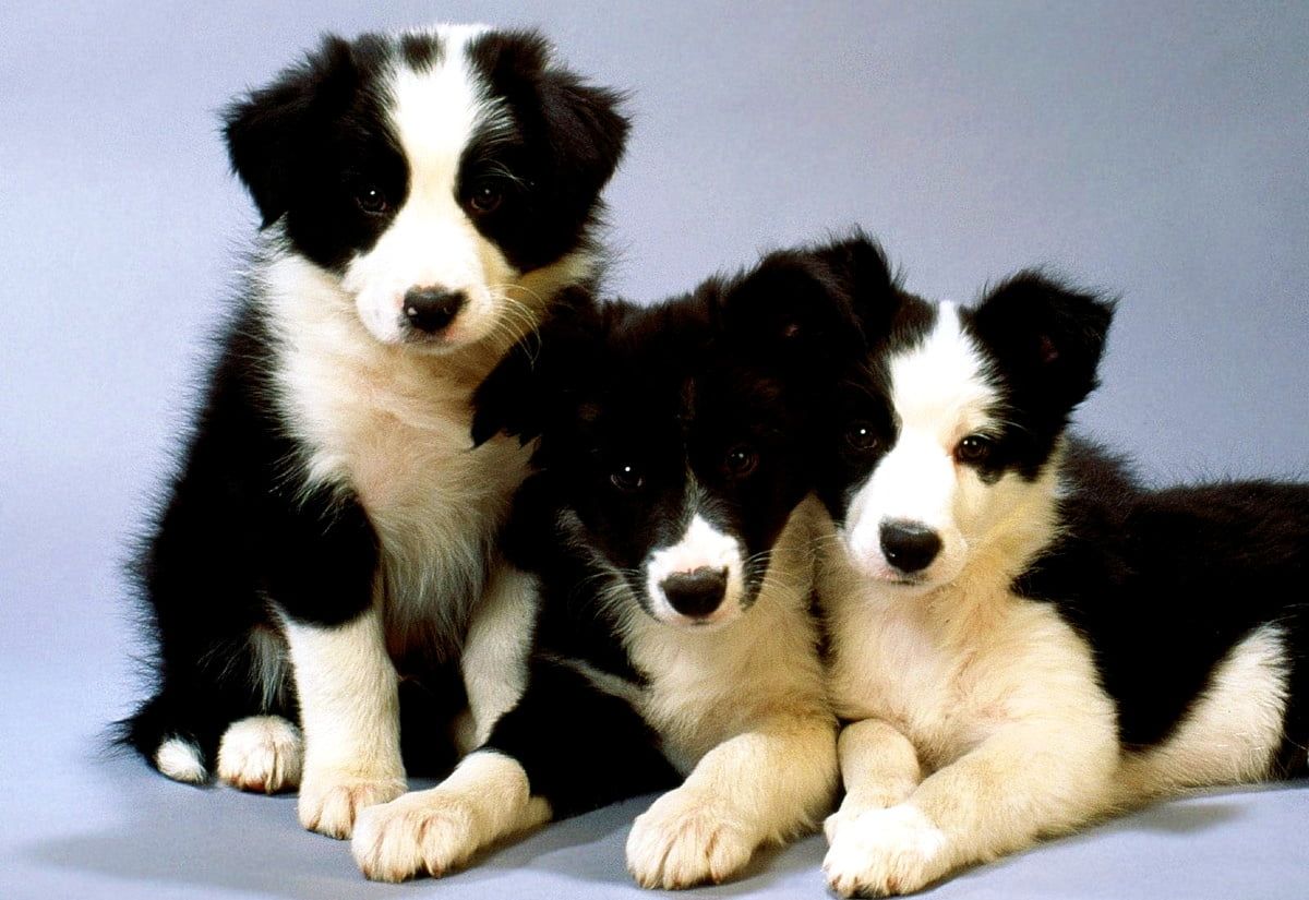 Border Collie, Drei Welpen, Schwarz-weiß, Studio, Hintergrundbild