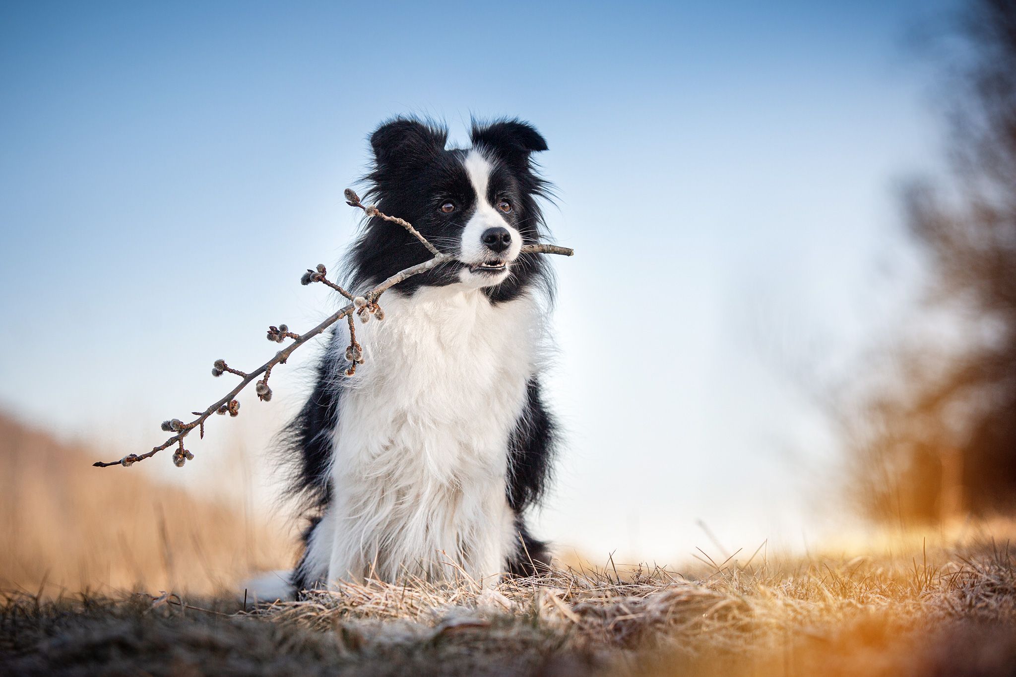 Border Collie, Zweig im Maul, Blauer Himmel, Wiese, Full HD, Desktop-Hintergrund für Windows