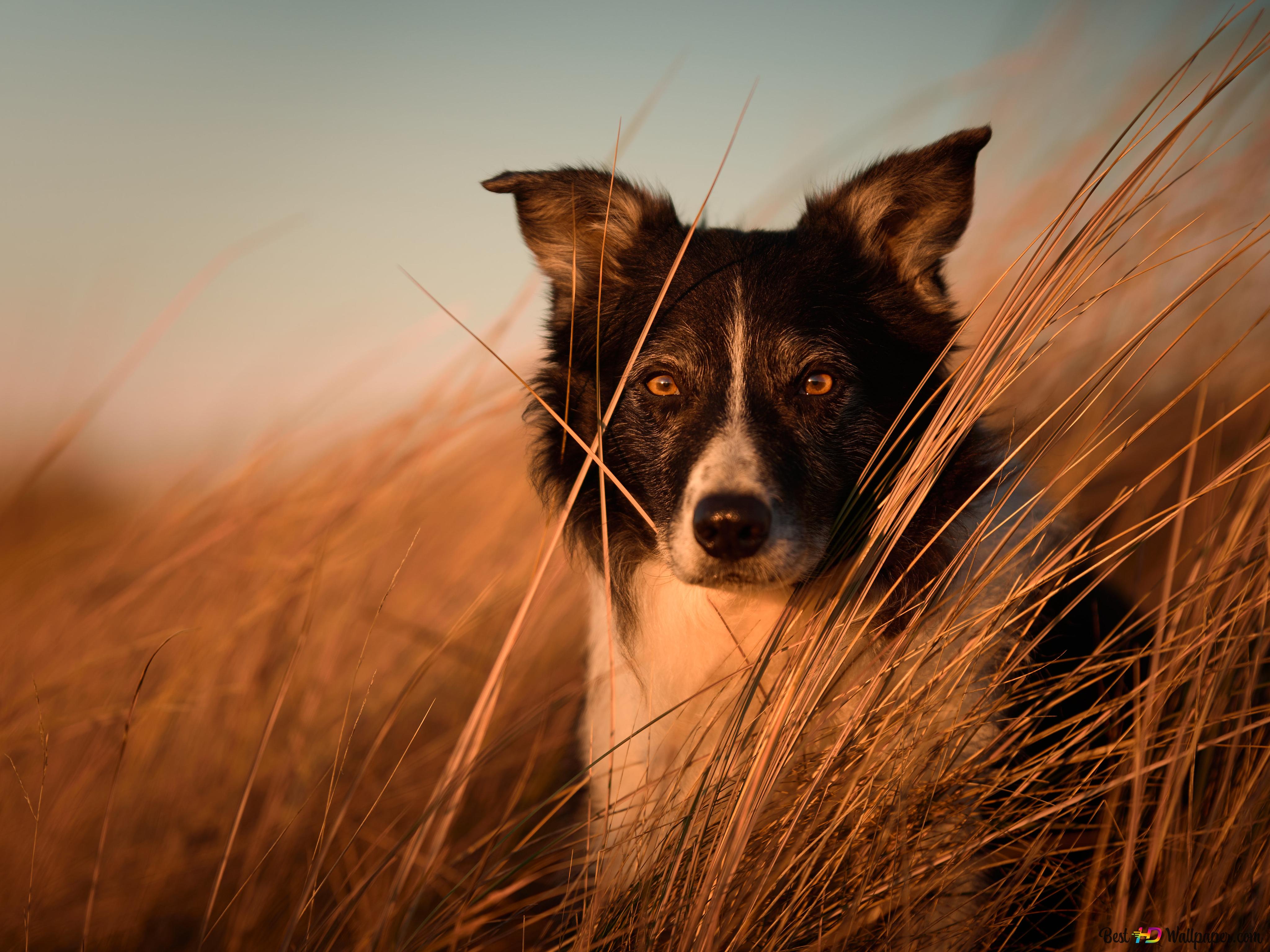Border Collie, Hohes Gras, Goldene Stunde, Sonnenuntergang, Hintergrundbild fürs iPad