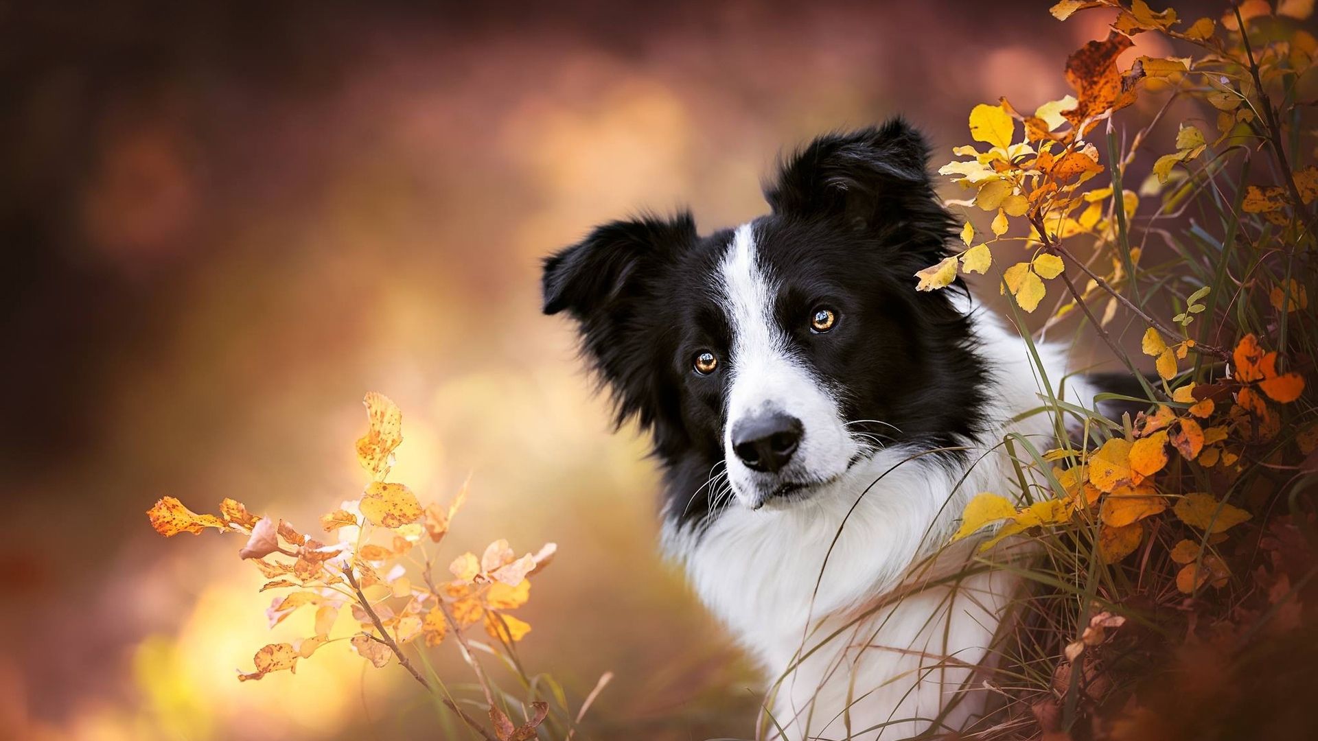 Border Collie, Herbstlaub, Bokeh, Porträt, 16:9, Full-HD-Hintergrundbild für den Desktop