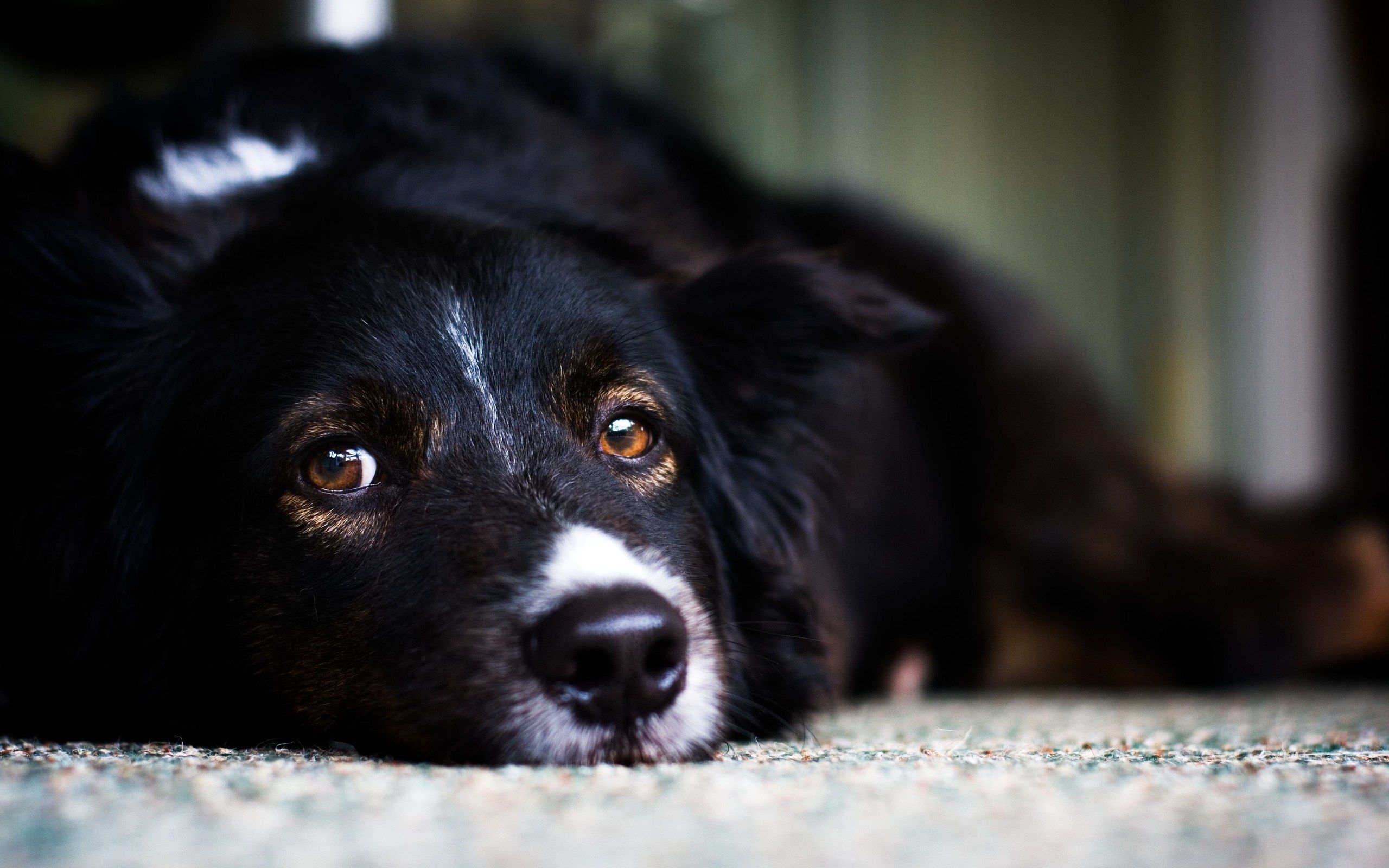 Schwarzer Hund, Liegend, Nahaufnahme, Hundeaugen, 16:10, 2K-Hintergrundbild für den Desktop