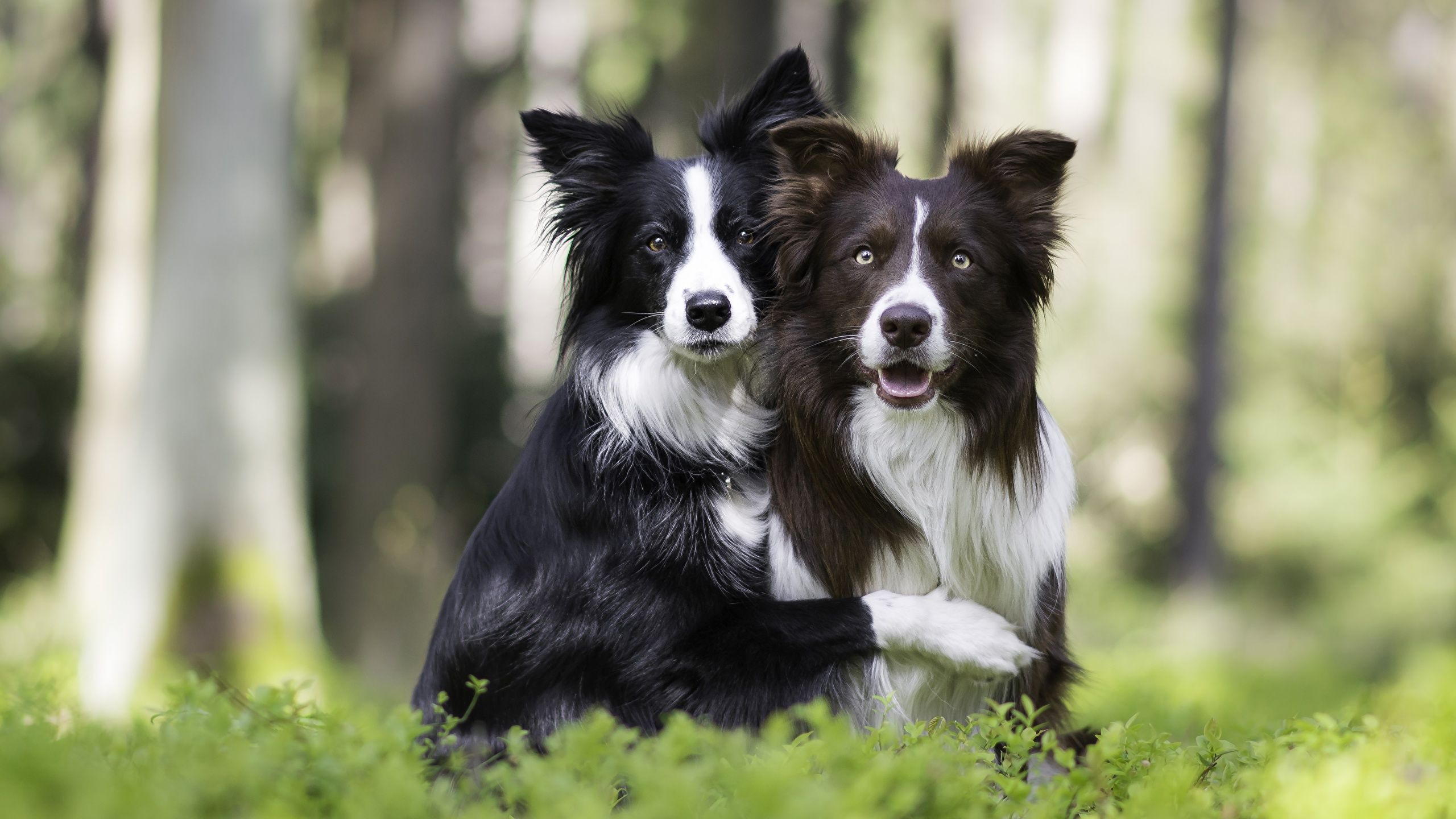 Border Collie, Zwei Hunde, Wald, Gras, 2K, Hintergrundbild für den PC