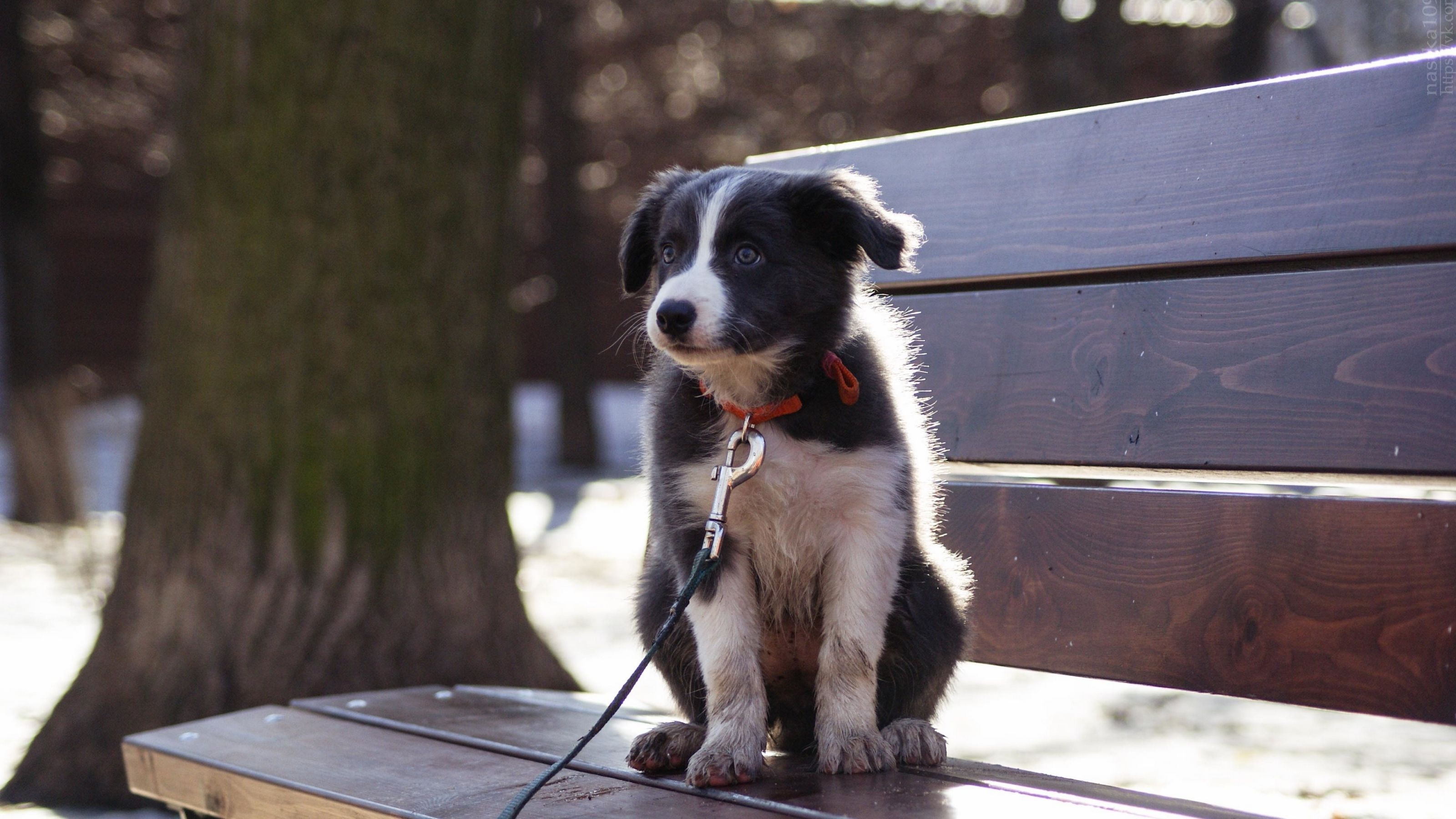 Border Collie, Welpe, Parkbank, Leine, 16:9, 2K-Hintergrundbild für den Desktop