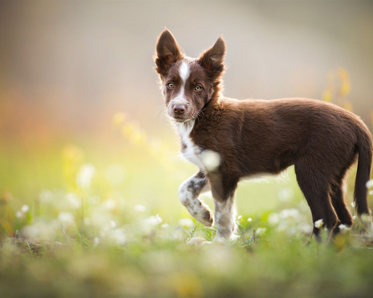 Border Collie, Braun, Wiese, Gegenlicht, HD, Hintergrund für den Desktop