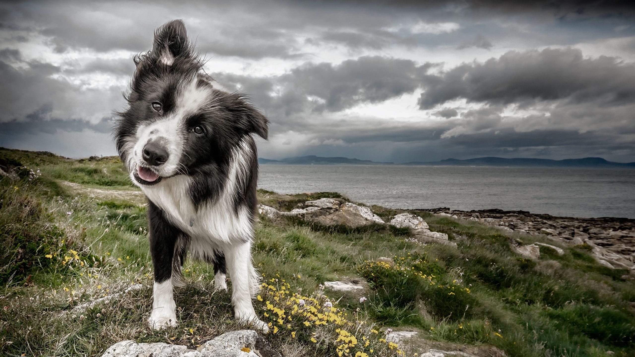 Border Collie, Küste, Wolken, Meer, 2560x1440, 2K-Hintergrundbild für PC