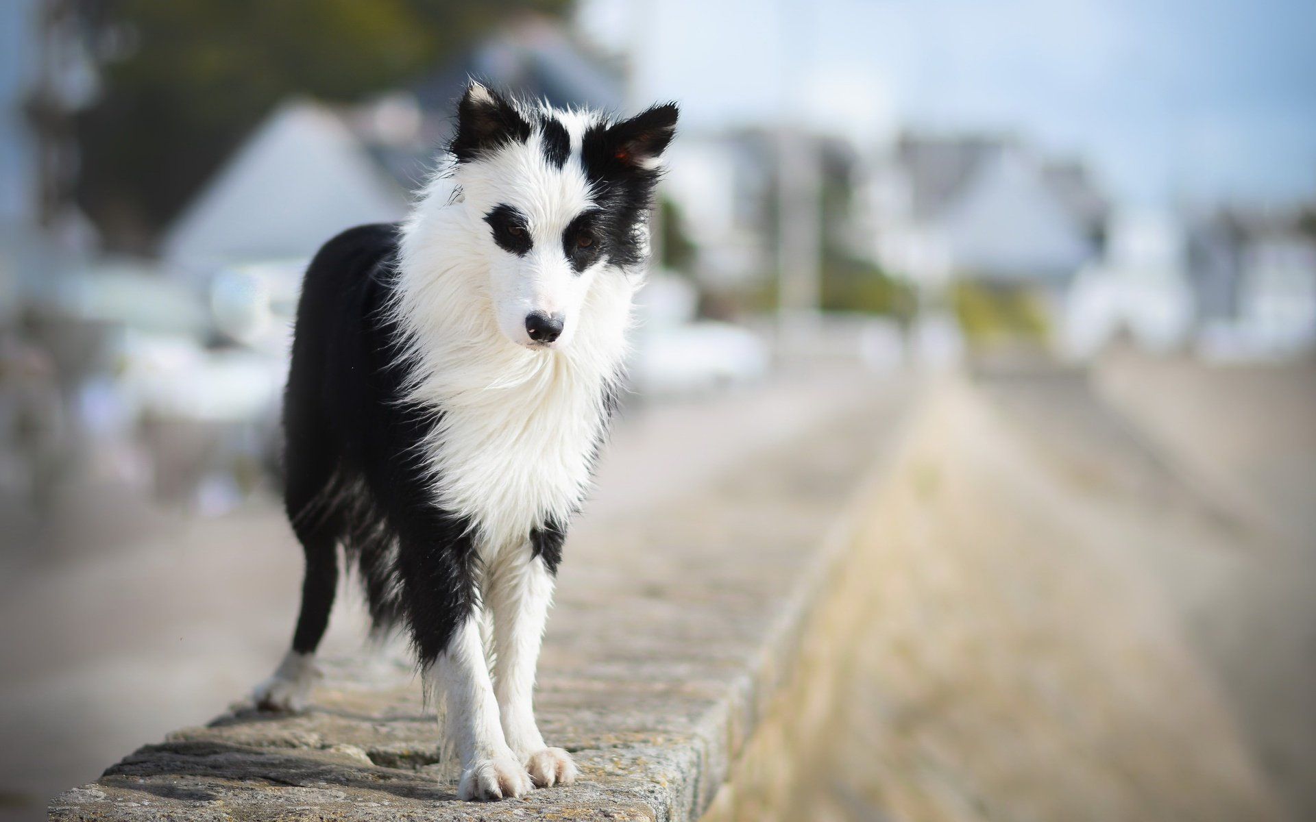 Border Collie, Schwarz-weiß, Straße, Stadt, 16:10, Full-HD-Hintergrundbild für den Desktop