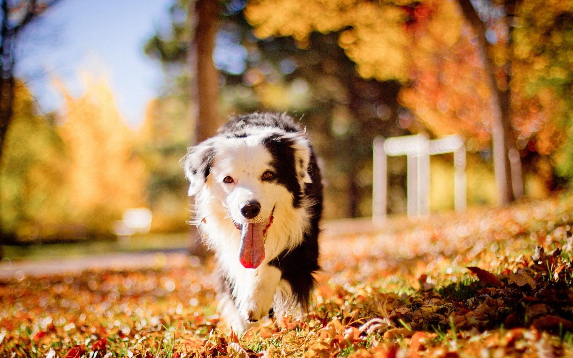 Australian Shepherd, Herbstpark, Laub, Zunge, Herbst, Full HD, Desktop-Hintergrund für Windows