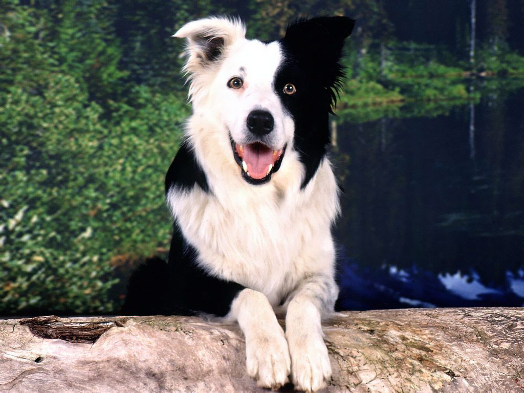 Border Collie, Bergsee, Felsen, Zunge, Sommer, Hintergrundbild für iPad und Tablet