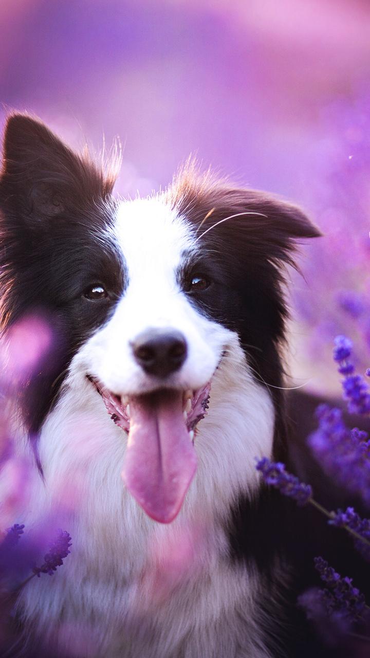 Border Collie, Lila Hintergrund, Zunge, Hochformat, HD, Sperrbildschirm fürs iPhone
