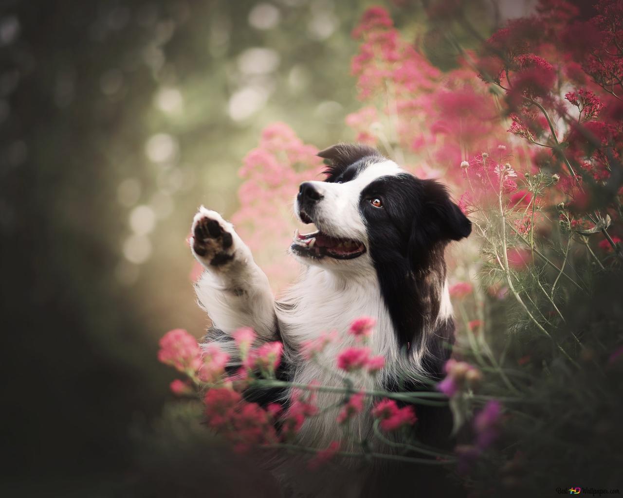 Border Collie, Rosa Blumen, Pfote, Bokeh, HD, Desktop-Hintergrund für Windows