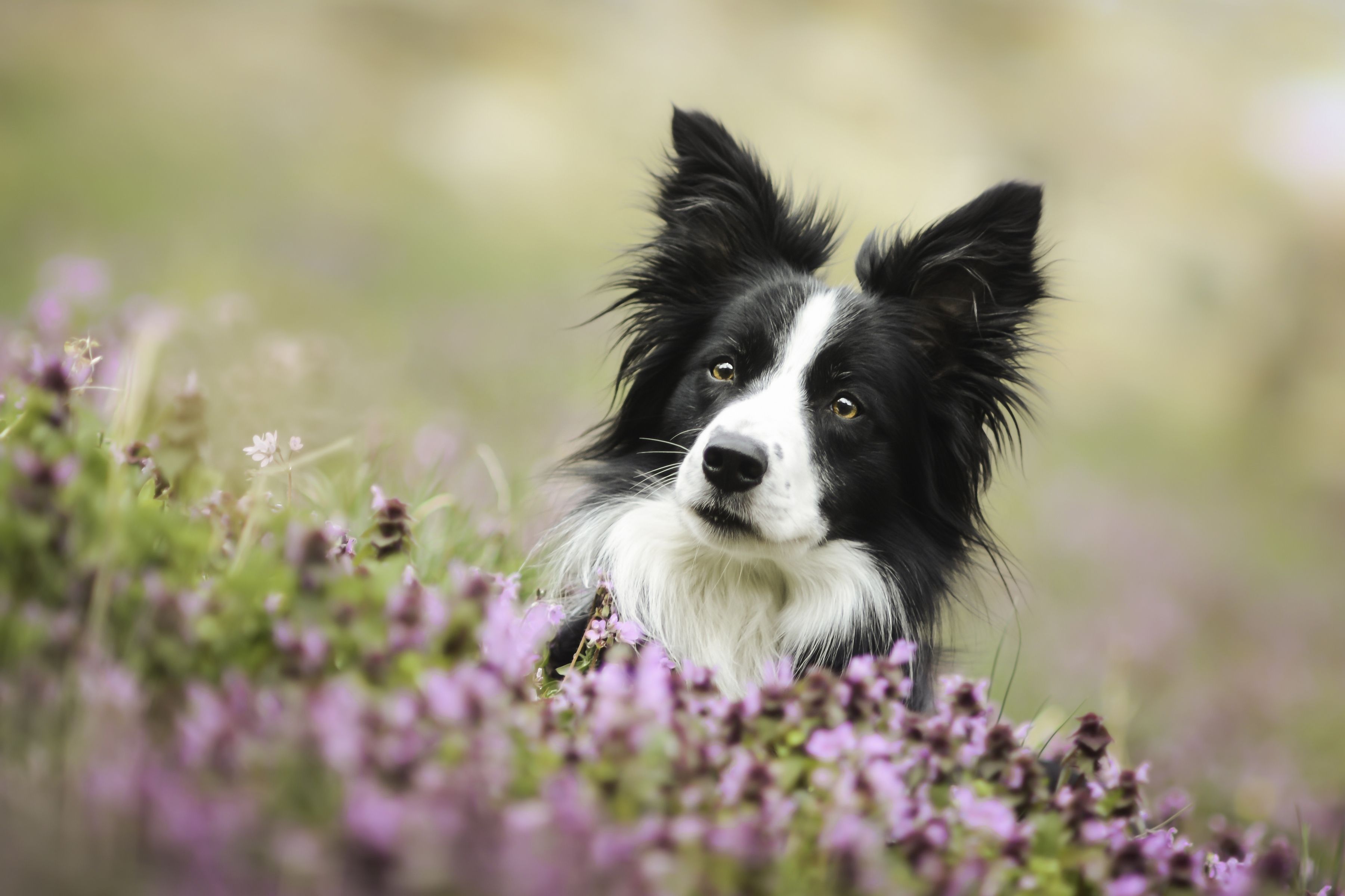 Border Collie, Heidekraut, Lila Blüten, Wiese, 2K, Hintergrundbild für den PC