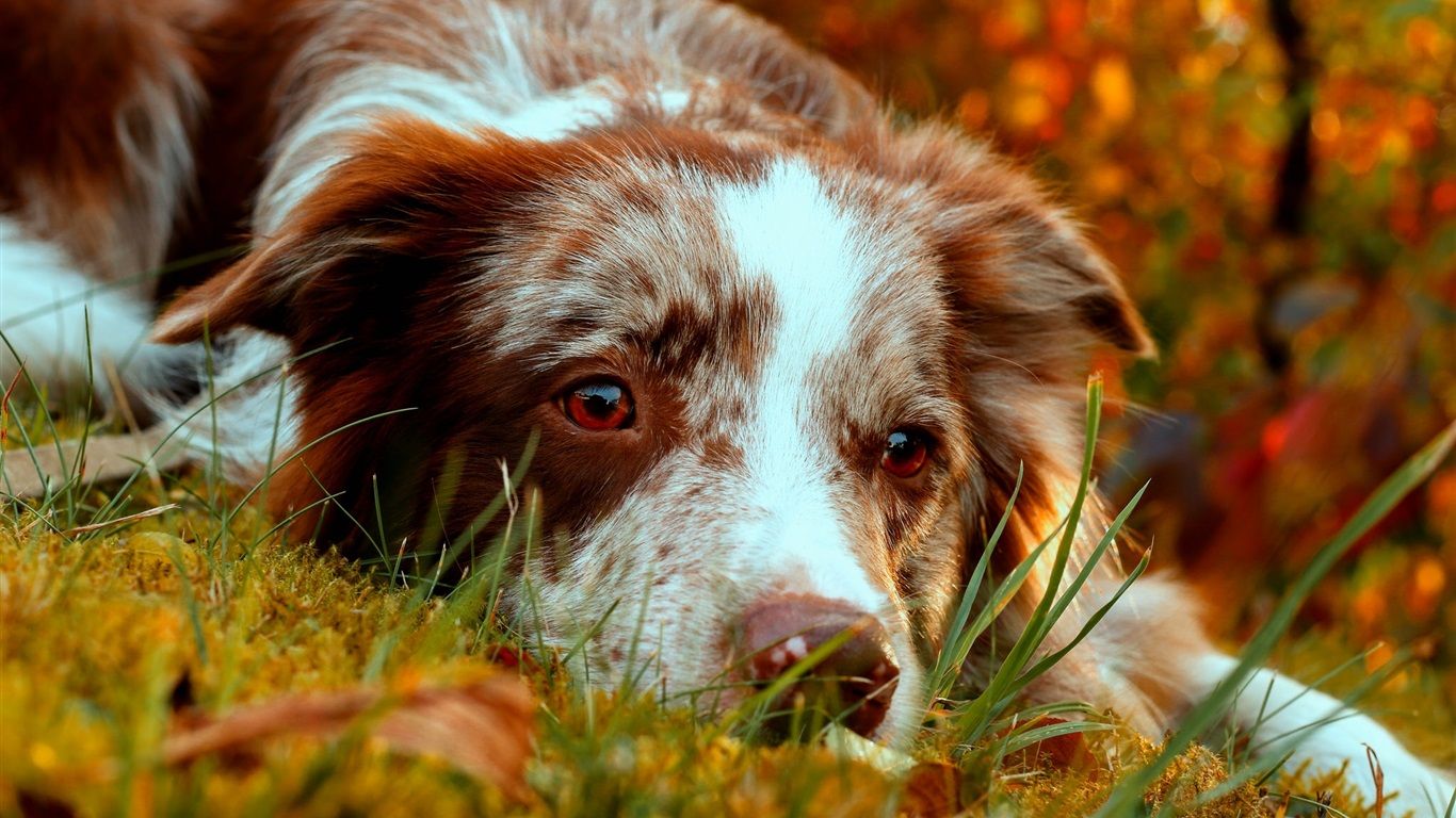 Australian Shepherd, Red Merle, Nahaufnahme, Herbstlaub, HD, Breitbild-Hintergrundbild
