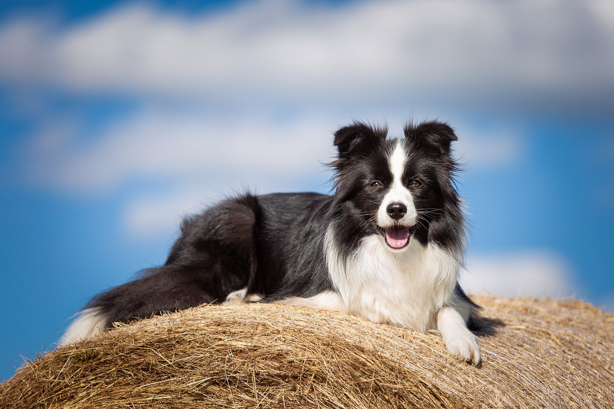 Border Collie, Strohballen, Blauer Himmel, Wolken, Full HD, Desktop-Hintergrund für Windows