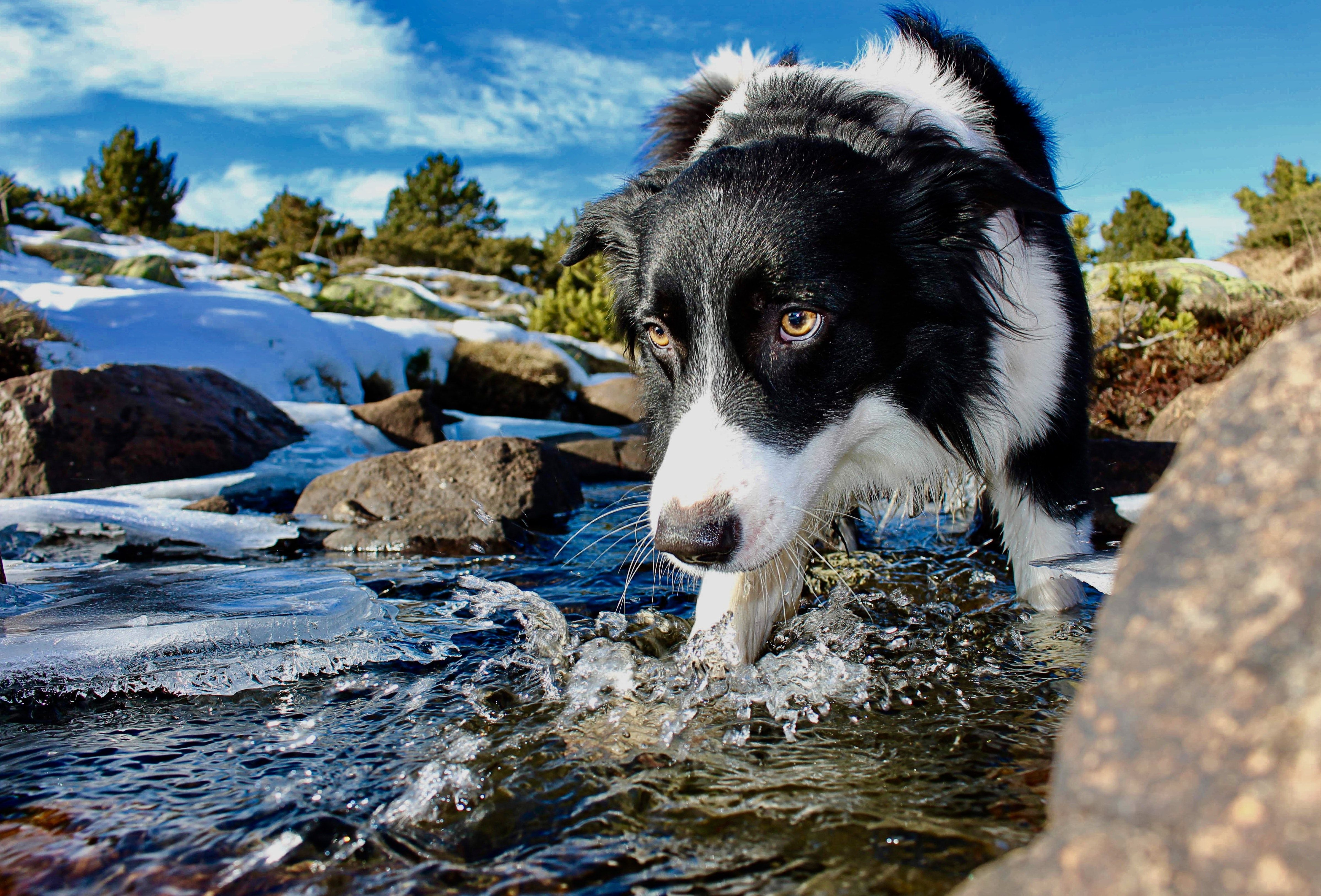 Border Collie, Gebirgsbach, Schnee, Felsen, 4K, Hintergrundbild für den PC