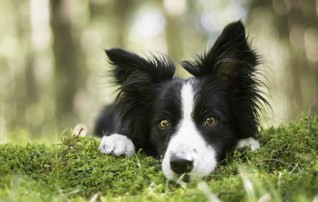 Border Collie, Gras, Liegend, Wald, HD, Hintergrundbild für den PC