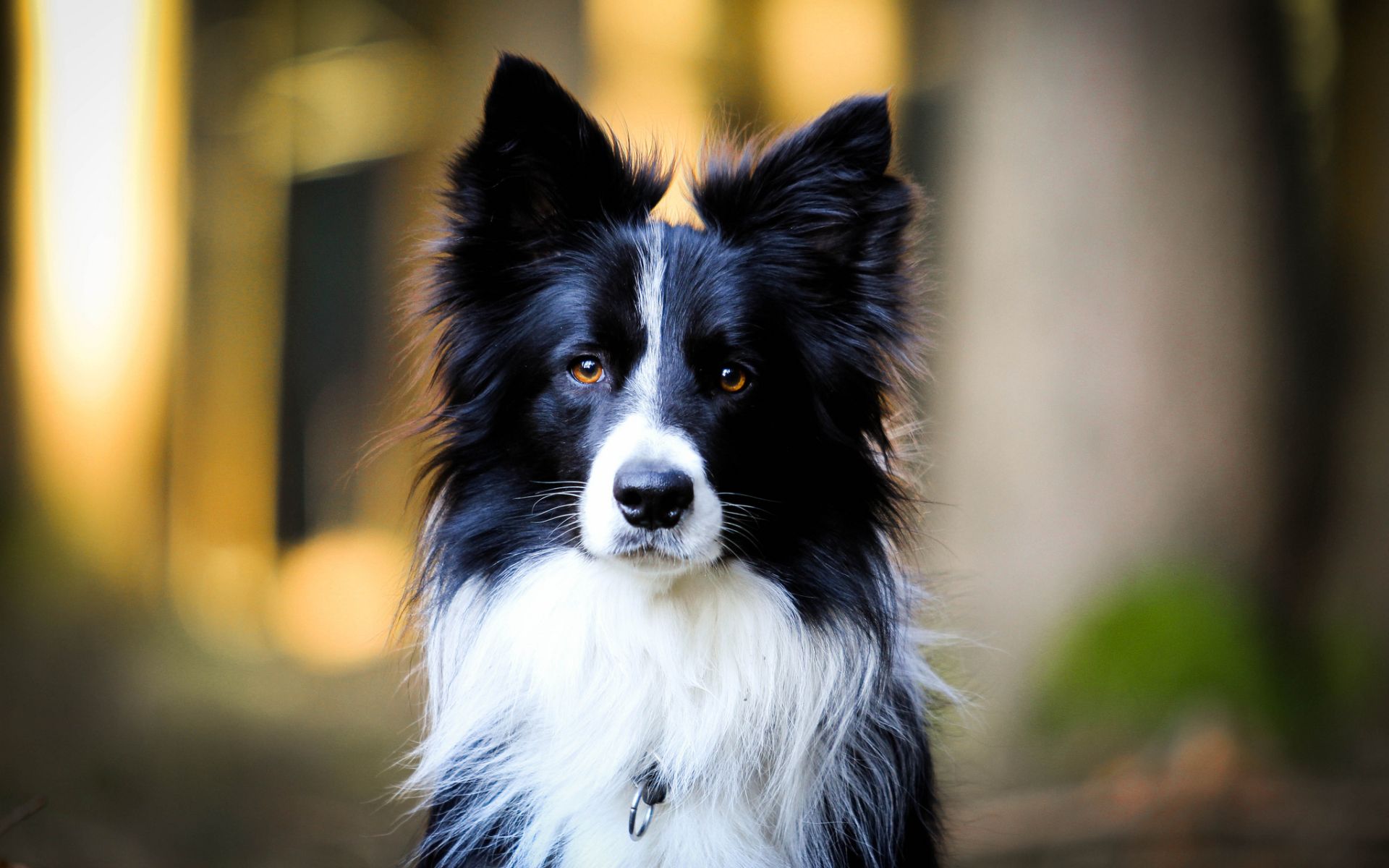 Border Collie, Porträt, Wald, Gegenlicht, 16:10, Full-HD-Hintergrundbild für den Desktop
