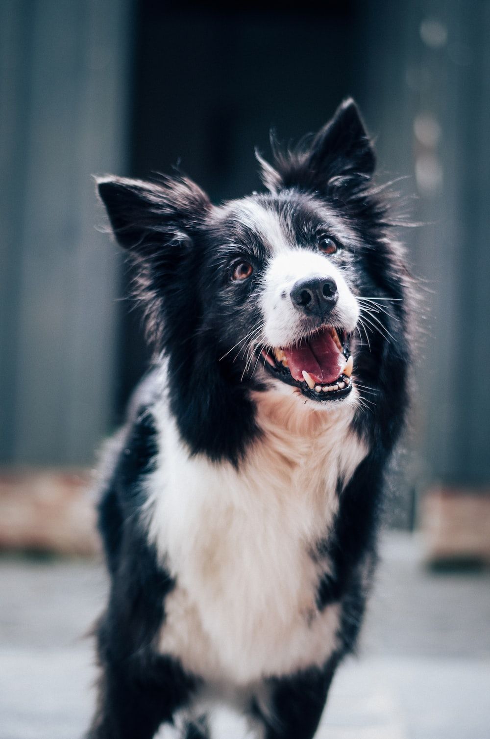 Border Collie, Zunge, Hochformat, Schwarz-weiß, Hintergrundbild für iPhone und Android