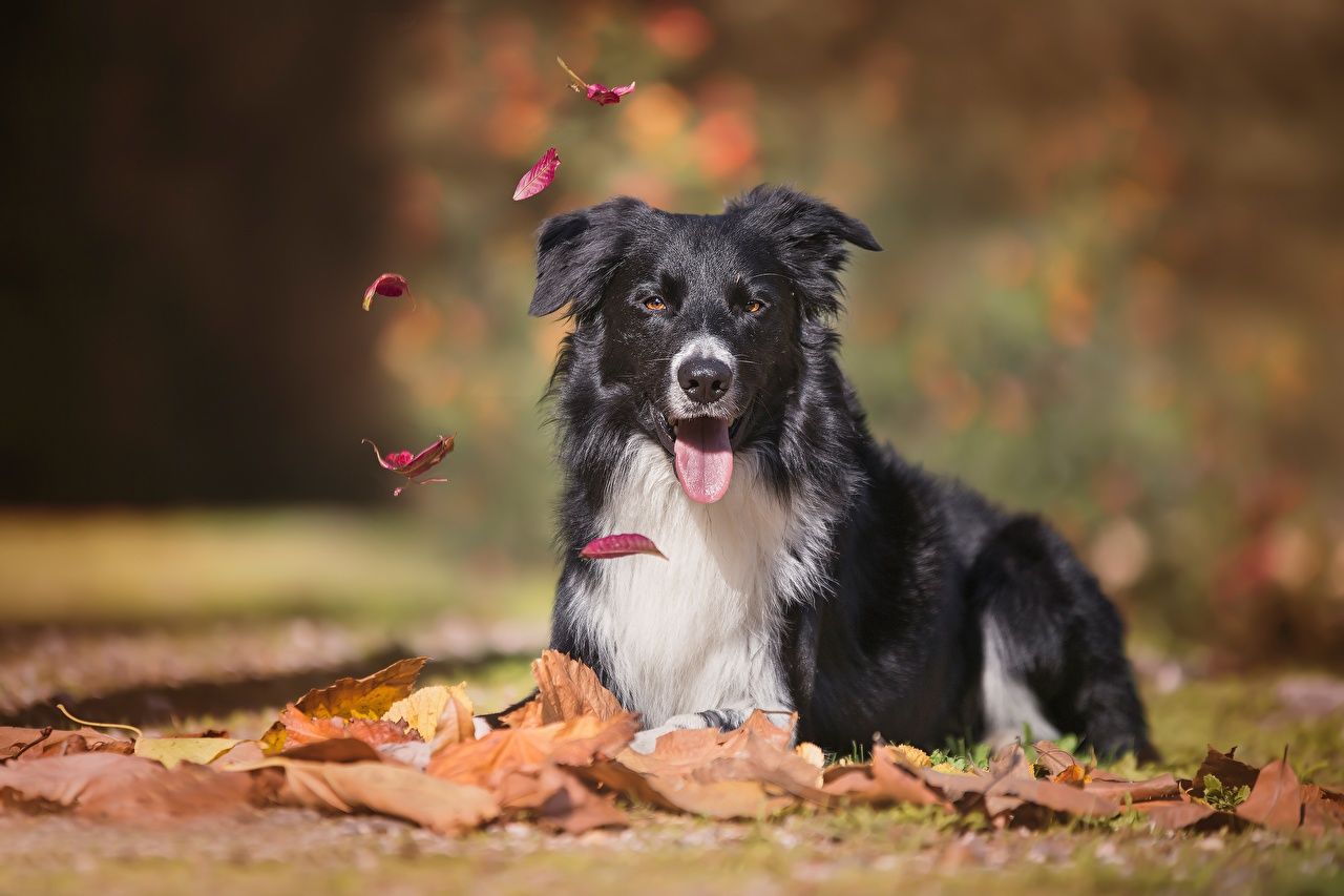 Border Collie, Fallende Blätter, Herbst, Laub, HD, Hintergrundbild für den PC