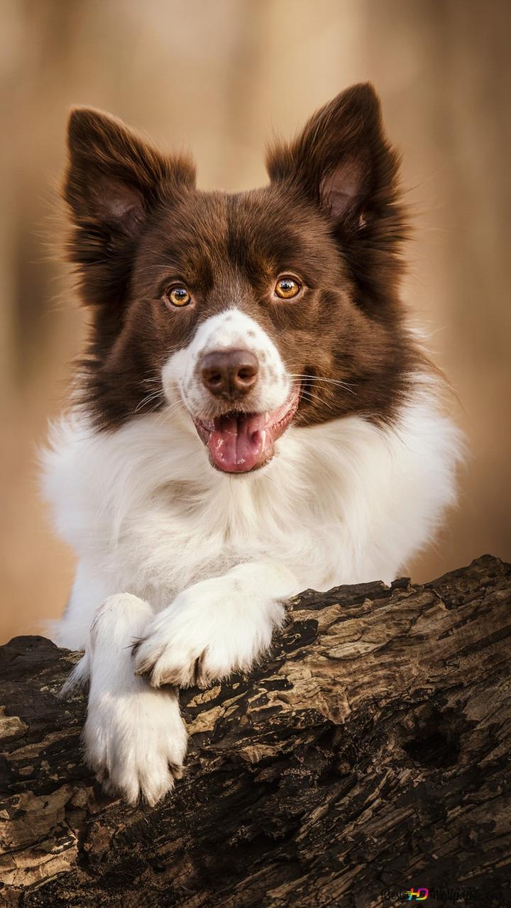 Border Collie, Braun-weiß, Baumstamm, Hochformat, HD, Hintergrundbild fürs Handy