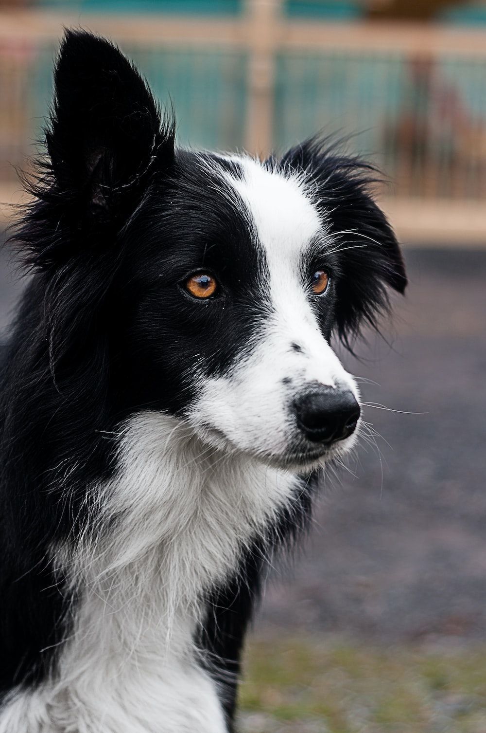Border Collie, Profil, Schwarz-weiß, Hochformat, HD, Sperrbildschirm fürs iPhone