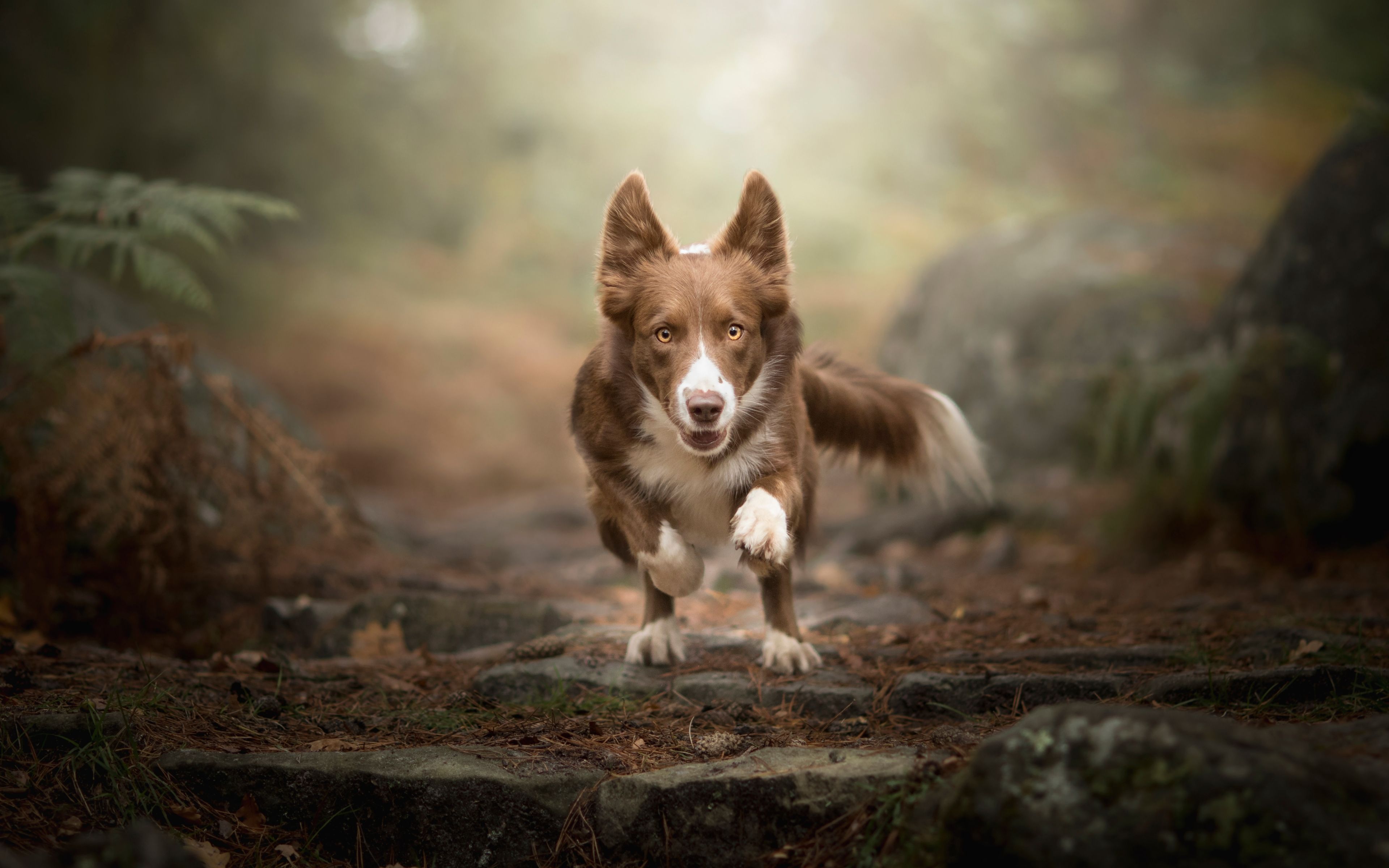 Border Collie, Braun, Waldweg, Rennender Hund, 4K, Hintergrund für den Desktop